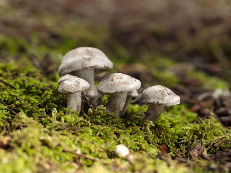 Tuft of Atractosporocybe inornata fungus growing in moss in pine needle litter in autumn. Buskett
