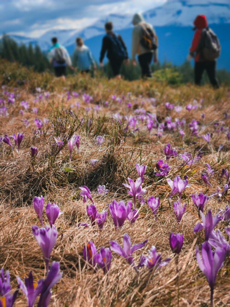 Eine Gruppe wandert vom Campingplatz St. Moritz im Frühling durch die Schweizer Alpen